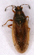  (Cymus glandicolor - EUBUG_530_f_Cymuglan1)  @13 [ ] Unspecified (default): All Rights Reserved  Unspecified Unspecified