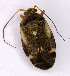  (Polymerus microphthalmus - EUBUG_549_f_Polymicr2)  @13 [ ] Unspecified (default): All Rights Reserved  Unspecified Unspecified