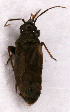  ( - EUBUG_627_f_Chlasalt2)  @11 [ ] Unspecified (default): All Rights Reserved  Unspecified Unspecified