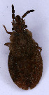  (Aradus cinnamomeus - EUBUG_671_f_Aradcinn3)  @13 [ ] Unspecified (default): All Rights Reserved  Unspecified Unspecified