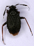  ( - EUBUG_692_m_Capsater2)  @11 [ ] Unspecified (default): All Rights Reserved  Unspecified Unspecified