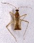  (Dicyphus pallidus - EUBUG_715_m_Dicypall1)  @14 [ ] Unspecified (default): All Rights Reserved  Unspecified Unspecified