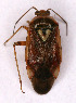  (Lygus pratensis - EUBUG_735_m_Lyguprat6)  @14 [ ] Unspecified (default): All Rights Reserved  Unspecified Unspecified