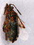  (Stictopleurus pictus - EUBUG_758_m_Sticpict2)  @13 [ ] Unspecified (default): All Rights Reserved  Unspecified Unspecified