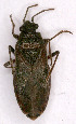  (Arocatus melanocephalus - EUBUG_773_f_Arocmela1)  @11 [ ] Unspecified (default): All Rights Reserved  Unspecified Unspecified