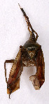  (Actinonotus - EUBUG_823_f_Actipulc1)  @11 [ ] Unspecified (default): All Rights Reserved  Unspecified Unspecified
