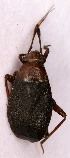  ( - EUBUG_837_f_Capsate3)  @11 [ ] Unspecified (default): All Rights Reserved  Unspecified Unspecified