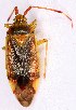  (Pantilius tunicatus - EUBUG_862_f_Panttuni5)  @13 [ ] Unspecified (default): All Rights Reserved  Unspecified Unspecified