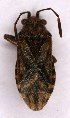  ( - EUBUG_877_m_Sticcras5)  @13 [ ] Unspecified (default): All Rights Reserved  Unspecified Unspecified