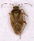  ( - EUBUG_903_f_Lygurugu8)  @14 [ ] Unspecified (default): All Rights Reserved  Unspecified Unspecified