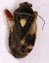  ( - EUBUG_910_f_Polyunif7)  @11 [ ] Unspecified (default): All Rights Reserved  Unspecified Unspecified