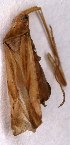  ( - EUBUG_928_m_Phytvari3)  @11 [ ] Unspecified (default): All Rights Reserved  Unspecified Unspecified