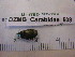 ( - DZMB_Carabidae_0508)  @13 [ ] CreativeCommons - Attribution Non-Commercial Share-Alike (2016) Michael Raupach DZMB / Senckenberg am Meer