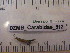  ( - DZMB_Carabidae_0512)  @12 [ ] CreativeCommons - Attribution Non-Commercial Share-Alike (2016) Michael Raupach DZMB / Senckenberg am Meer