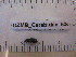  ( - DZMB_Carabidae_0524)  @12 [ ] CreativeCommons - Attribution Non-Commercial Share-Alike (2016) Michael Raupach DZMB / Senckenberg am Meer
