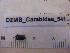  ( - DZMB_Carabidae_0541)  @12 [ ] CreativeCommons - Attribution Non-Commercial Share-Alike (2016) Michael Raupach DZMB / Senckenberg am Meer