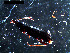  ( - DZMB_Carabidae_0066)  @12 [ ] CreativeCommons - Attribution Share-Alike (2016) Michael Raupach DZMB / Senckenberg am Meer