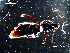  ( - DZMB_Carabidae_0069)  @12 [ ] CreativeCommons - Attribution Share-Alike (2016) Michael Raupach DZMB / Senckenberg am Meer