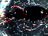  ( - DZMB_Carabidae_0088)  @12 [ ] CreativeCommons - Attribution Share-Alike (2016) Michael Raupach DZMB / Senckenberg am Meer