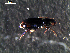  ( - DZMB_Carabidae_0340)  @12 [ ] CreativeCommons - Attribution Share-Alike (2015) Michael Raupach DZMB / Senckenberg am Meer