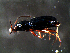  ( - DZMB_Carabidae_0352)  @12 [ ] CreativeCommons - Attribution Share-Alike (2016) Michael Raupach DZMB / Senckenberg am Meer