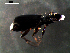  ( - DZMB_Carabidae_0357)  @12 [ ] CreativeCommons - Attribution Share-Alike (2016) Michael Raupach DZMB / Senckenberg am Meer