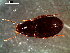  ( - DZMB_Carabidae_0377)  @12 [ ] CreativeCommons - Attribution Share-Alike (2016) Michael Raupach DZMB / Senckenberg am Meer