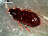  ( - DZMB_Carabidae_0378)  @12 [ ] CreativeCommons - Attribution Share-Alike (2016) Michael Raupach DZMB / Senckenberg am Meer