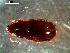  ( - DZMB_Carabidae_0379)  @12 [ ] CreativeCommons - Attribution Share-Alike (2016) Michael Raupach DZMB / Senckenberg am Meer