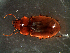  ( - DZMB_Carabidae_0380)  @13 [ ] CreativeCommons - Attribution Share-Alike (2016) Michael Raupach DZMB / Senckenberg am Meer