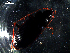 ( - DZMB_Carabidae_0431)  @12 [ ] CreativeCommons - Attribution Non-Commercial Share-Alike (2016) Michael Raupach DZMB / Senckenberg am Meer