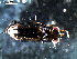  ( - DZMB_Carabidae_0440)  @12 [ ] CreativeCommons - Attribution Non-Commercial Share-Alike (2016) Michael Raupach DZMB / Senckenberg am Meer
