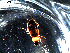  ( - DZMB_Carabidae_0464)  @12 [ ] CreativeCommons - Attribution Non-Commercial Share-Alike (2016) Michael Raupach DZMB / Senckenberg am Meer