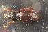  (Pterostichus jurinei - DZMB_Carabidae_0590)  @13 [ ] CreativeCommons - Attribution Non-Commercial Share-Alike (2017) Michael Raupach Carl von Ossietzky University