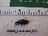 ( - DZMB_Carabidae_0656)  @12 [ ] CreativeCommons - Attribution Non-Commercial Share-Alike (2017) Michael Raupach Carl von Ossietzky University