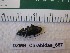  ( - DZMB_Carabidae_0657)  @12 [ ] CreativeCommons - Attribution Non-Commercial Share-Alike (2017) Michael Raupach Carl von Ossietzky University
