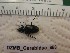  ( - DZMB_Carabidae_0658)  @12 [ ] CreativeCommons - Attribution Non-Commercial Share-Alike (2017) Michael Raupach Carl von Ossietzky University