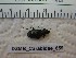  ( - DZMB_Carabidae_0659)  @11 [ ] CreativeCommons - Attribution Non-Commercial Share-Alike (2017) Michael Raupach Carl von Ossietzky University