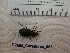  ( - DZMB_Carabidae_0667)  @12 [ ] CreativeCommons - Attribution Non-Commercial Share-Alike (2017) Michael Raupach Carl von Ossietzky University