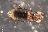  (Notiophilus quadripunctatus - DZMB_Carabidae_0691)  @13 [ ] CreativeCommons - Attribution Non-Commercial Share-Alike (2017) Michael Raupach Carl von Ossietzky University