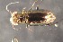  ( - DZMB_Carabidae_0694)  @13 [ ] CreativeCommons - Attribution Non-Commercial Share-Alike (2017) Michael Raupach Carl von Ossietzky University