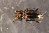  ( - DZMB_Carabidae_0703)  @13 [ ] CreativeCommons - Attribution Non-Commercial Share-Alike (2017) Michael Raupach Carl von Ossietzky University