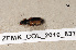  ( - ZFMK_COL_2010_837)  @11 [ ] CreativeCommons - Attribution Non-Commercial Share-Alike (2011) Armin Rose ZFMK