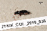 ( - ZFMK_COL_2010_838)  @11 [ ] CreativeCommons - Attribution Non-Commercial Share-Alike (2011) Armin Rose ZFMK