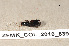  ( - ZFMK_COL_2010_839)  @11 [ ] CreativeCommons - Attribution Non-Commercial Share-Alike (2011) Armin Rose ZFMK