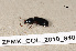  ( - ZFMK_COL_2010_840)  @11 [ ] CreativeCommons - Attribution Non-Commercial Share-Alike (2011) Armin Rose ZFMK
