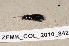  ( - ZFMK_COL_2010_842)  @11 [ ] CreativeCommons - Attribution Non-Commercial Share-Alike (2011) Armin Rose ZFMK
