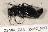  ( - ZFMK_COL_2010_847)  @12 [ ] CreativeCommons - Attribution Non-Commercial Share-Alike (2011) Armin Rose ZFMK