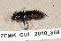  ( - ZFMK_COL_2010_869)  @11 [ ] CreativeCommons - Attribution Non-Commercial Share-Alike (2011) Armin Rose ZFMK