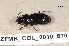  ( - ZFMK_COL_2010_870)  @11 [ ] CreativeCommons - Attribution Non-Commercial Share-Alike (2011) Armin Rose ZFMK